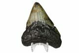 Bargain, Fossil Megalodon Tooth - North Carolina #153003-2